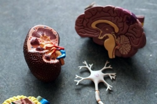 Early detection, proper management key for babies born with kidney defect: Experts