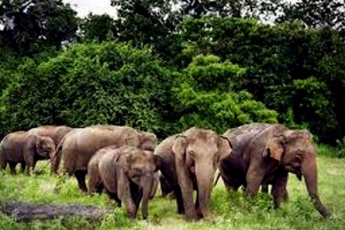 Human-elephant conflict escalates in Jharkhand; five people killed in a week, two elephants found dead