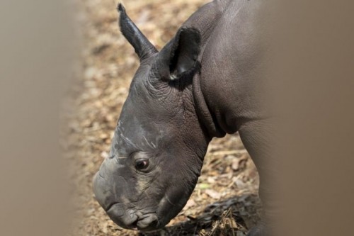 5-day-old white rhino calf dies from internal injuries in Aus zoo
