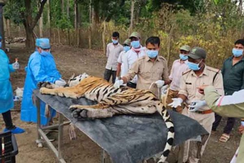 Experts look for CDV outbreak source after big cat family of 5 wiped out in Kanha Tiger Reserve