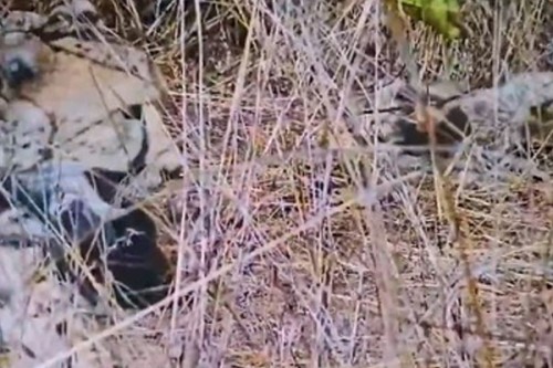 Namibian cheetah Aasha gives birth to five cubs at Kuno, India count rises to 35