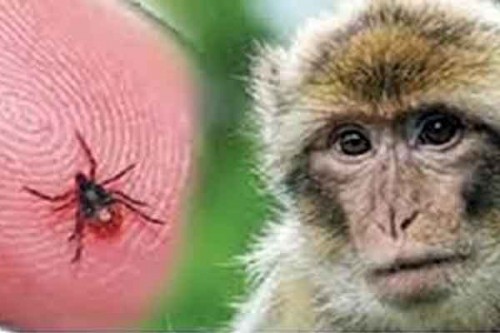 Monkey fever spreads in Karnataka, 21 cases reported