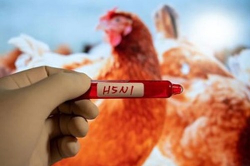 Mexico reports first human death from H5N1 bird flu