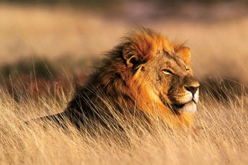 Two-phase Asiatic lion census to be conducted in Gujarat from May 10 to 13