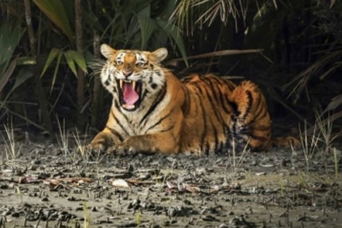 Sundarbans tiger census begins; more than 1,400 cameras to be installed for scientific count