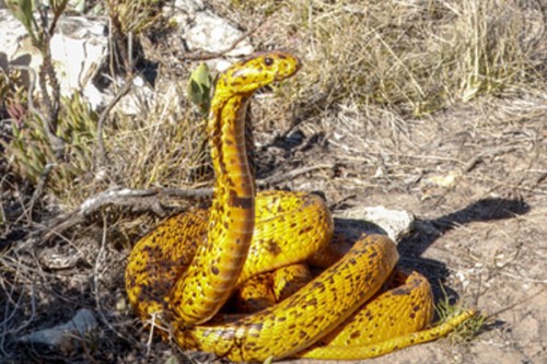 New antivenom effective against 17 African snake species