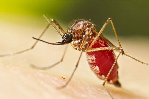 Chikungunya cases rise in southern TN, govt issues alert