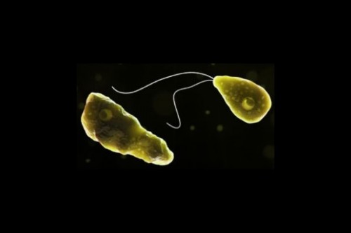 11-year-old girl diagnosed with amoebic meningitis in Kerala; cases rise to 3