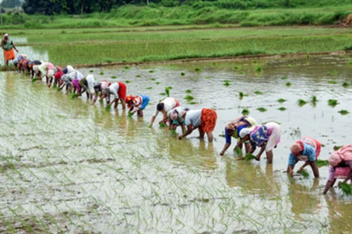 Kharif sowing up 4 pc, agriculture gross value added may rise 4.5 pc: Report