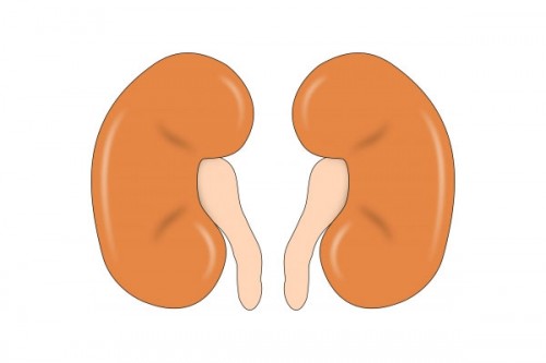 Madras HC quashes denial of kidney transplant over 'proof of friendship'