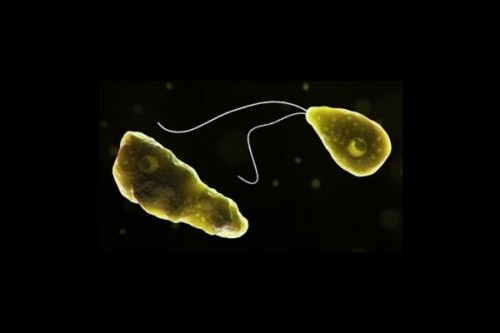 Brain-eating amoeba infection: Kerala reported 170 cases and 42 deaths in 2025