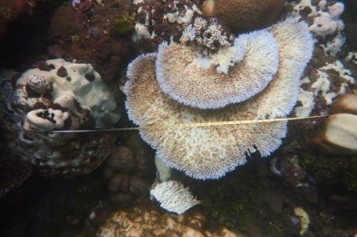 Climate change could cause disease to 76.8% of corals by 2100

