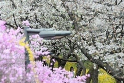 South Korea experiences warmest spring: Weather agency