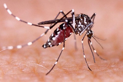 Health department on high alert as dengue cases surge in Patna