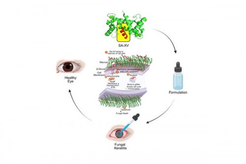 Indian researchers develop new peptide therapy to treat eye infections