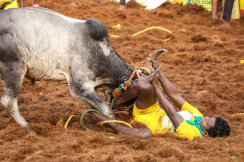 Alanganallur Jallikattu begins amid grand celebrations in Madurai