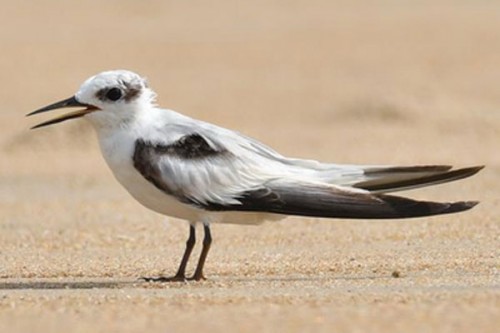 Rare coastal birds return to Chennai after four decades