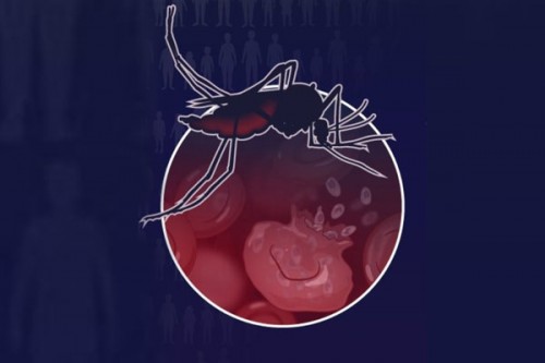 Over 6 lakh lives lost due to malaria in 2024, drug resistance a major threat: WHO