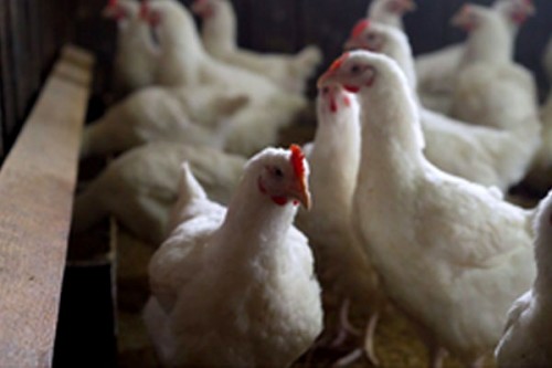 Bird flu: Centre makes registration of poultry farms mandatory, calls for amping up surveillance