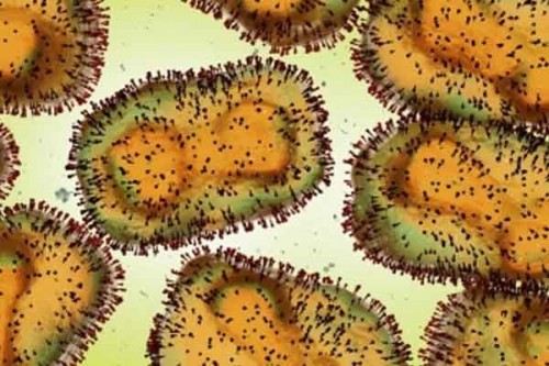Study decodes how mpox virus infiltrates brain cells