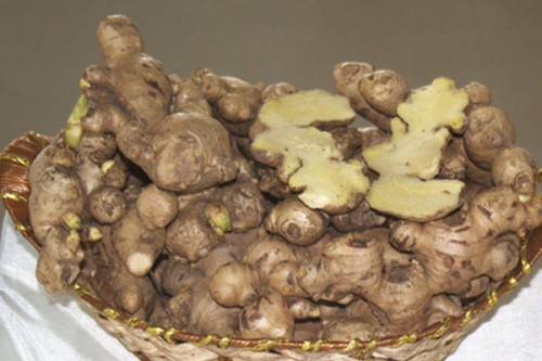 Nagaland varsity develops high-yield ginger variety 'SAS-KEVU'