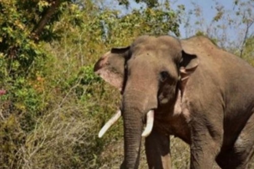 68-year-old woman killed in wild elephant attack in Kerala's Malappuram