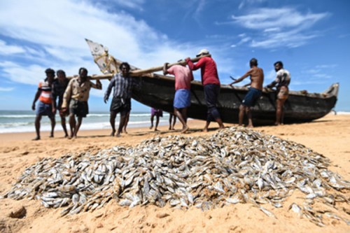 World Fisheries Day: India highlights sustainability, livelihoods, Blue Economy growth