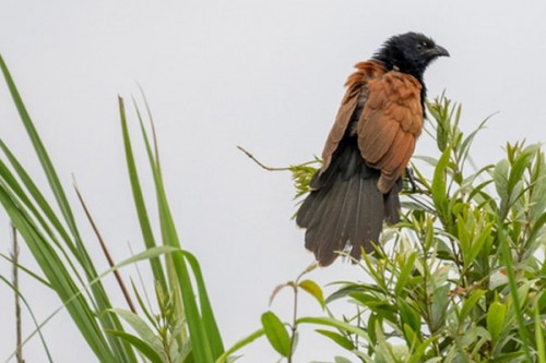 Assam: Critically endangered among 43 grassland bird species spotted in Kaziranga