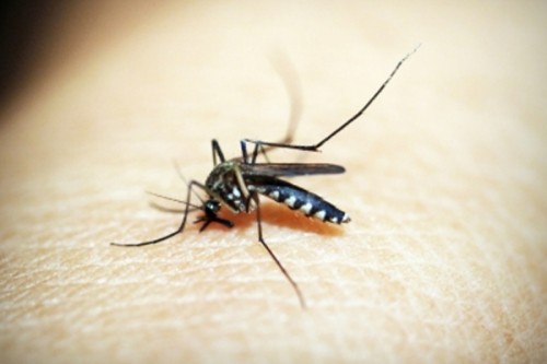 Vietnam aims to end malaria with more funding
