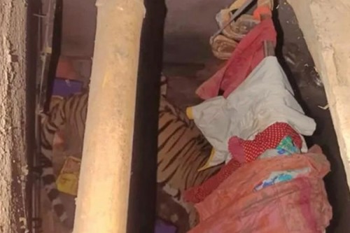 Ranchi village on edge as tiger takes shelter inside home, rescue efforts on for 12 hours