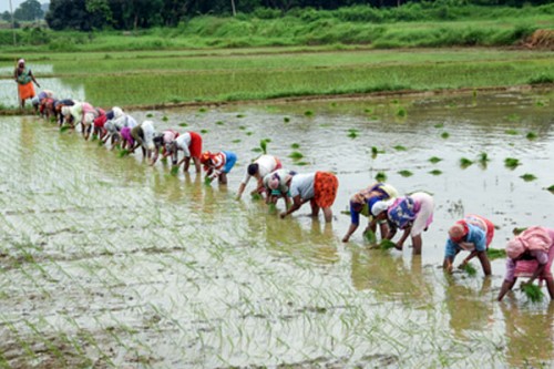Paddy procurement in Eastern UP to begin from tomorrow
