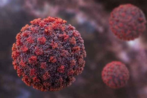 Hantavirus unlikely to reach pandemic scale, no cases in India so far: Report
