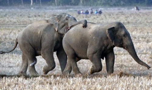 MP approves Rs 47 crore human-elephant conflict mitigation plan
