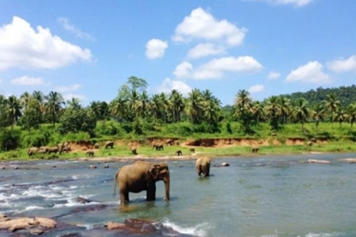 Sri Lanka earned $169.9 mn from tourism in Feb
