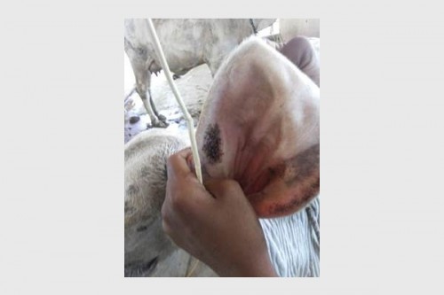 Govt standardises 3 traditional therapies to boost livestock health