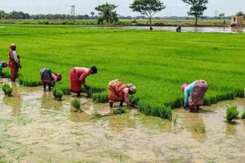 Farmers in TN's two districts seek extension of Nov 15 crop insurance deadline
