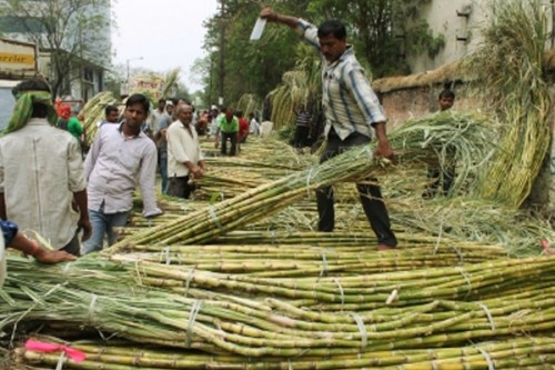 Uttar Pradesh to set new record in sugarcane payments to farmers