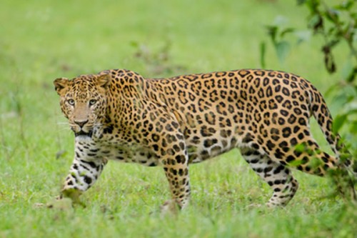Search continues for six-year-old girl taken by leopard in TN's Valparai