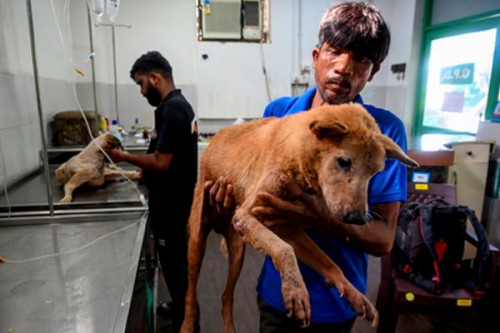 SC modifies earlier directions on stray dogs; orders their release post sterilisation, immunisation