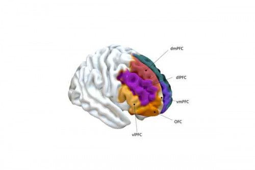 Study discovers brain region linked to 'prosocial' behaviour
