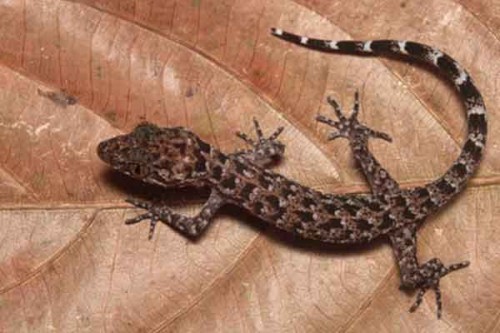 Assam CM hails new Gecko discovery as boost to northeast biodiversity
