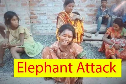 Two killed in fresh elephant attack in Jharkhand's Koderma, herd wreaks havoc in Seraikela