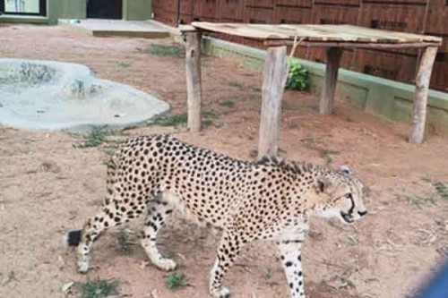Four African cheetahs arrive at Bengaluru zoo; Forest Minister Khandre receives them