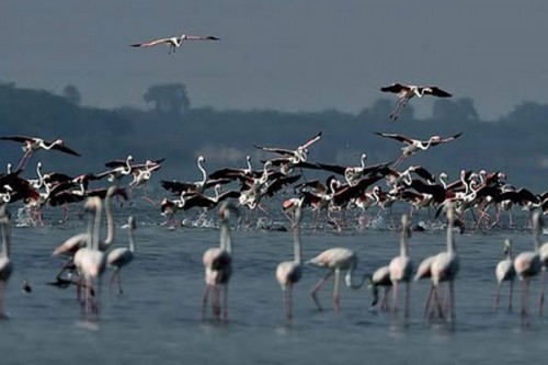 New eco-tourism bird-watching site coming up in TN's Pulicat