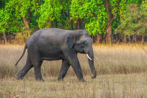 Six killed as wild elephants storm Hazaribagh village in Jharkhand