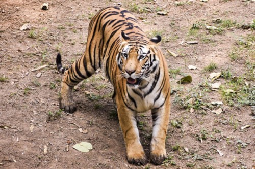 Another fishermen killed in tiger attack in West Bengal's Sundarbans