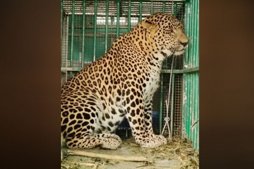 Leopard that mauled four-year-old girl in Valparai trapped by TN Forest Dept