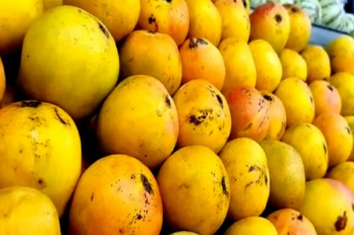Tamil Nadu's Dindigul mango farmers hit by price crash, seek government intervention