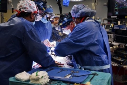 Study finds how pig kidney transplants work in humans, spots rejection markers