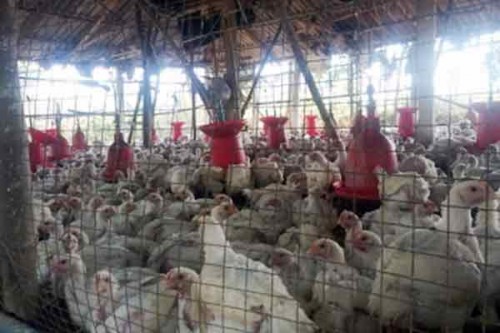 Minor infected with A-H5 strain of avian flu in Ecuador